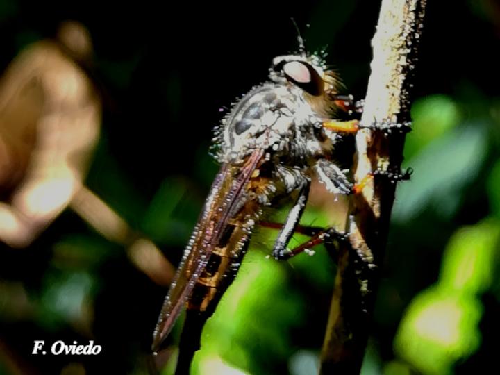 Efferia albibarbis (Mosca asesina)