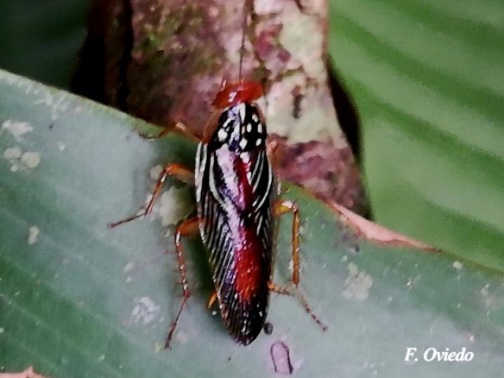 Euphyllodromia angustata