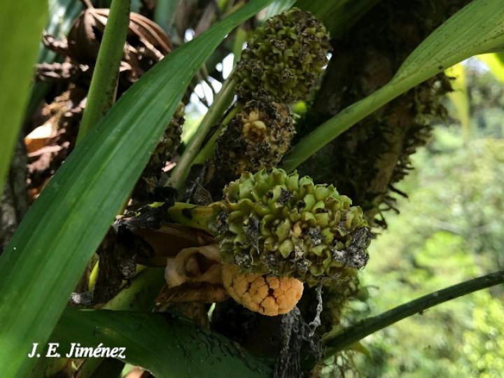 Evodianthus funifer