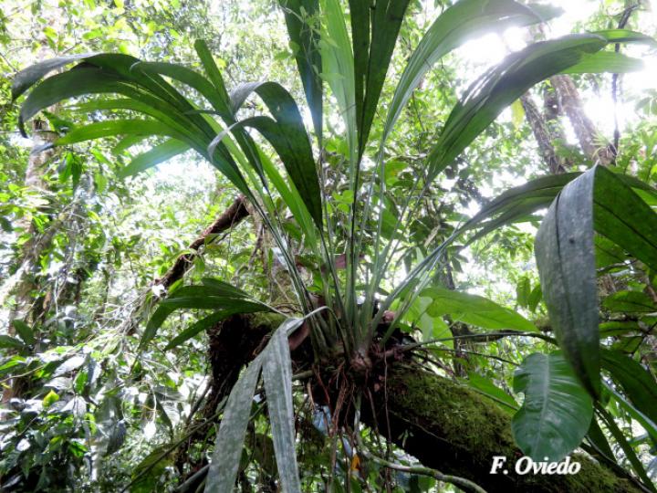 Evodianthus funifer