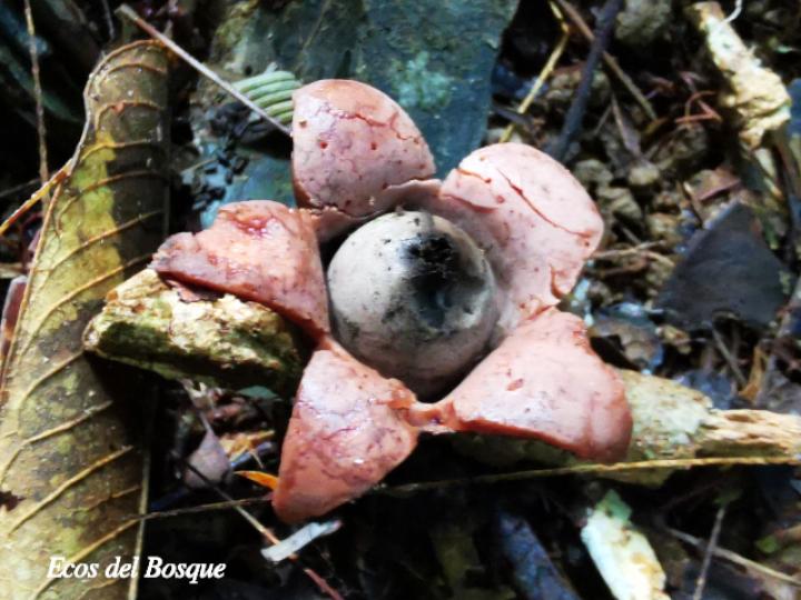 Geastrum saccatum (Estrella de tierra)