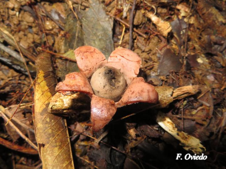 Geastrum saccatum (Estrella de tierra)