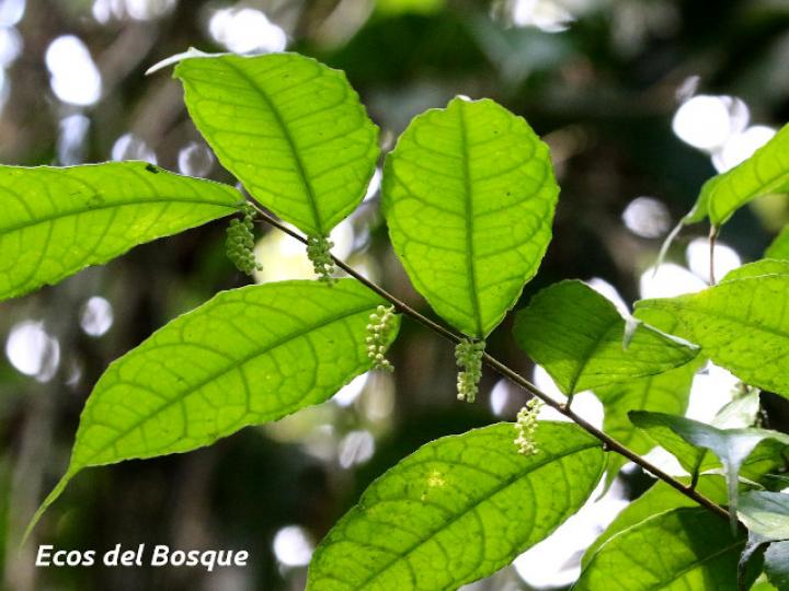 Gloeospermum boreale