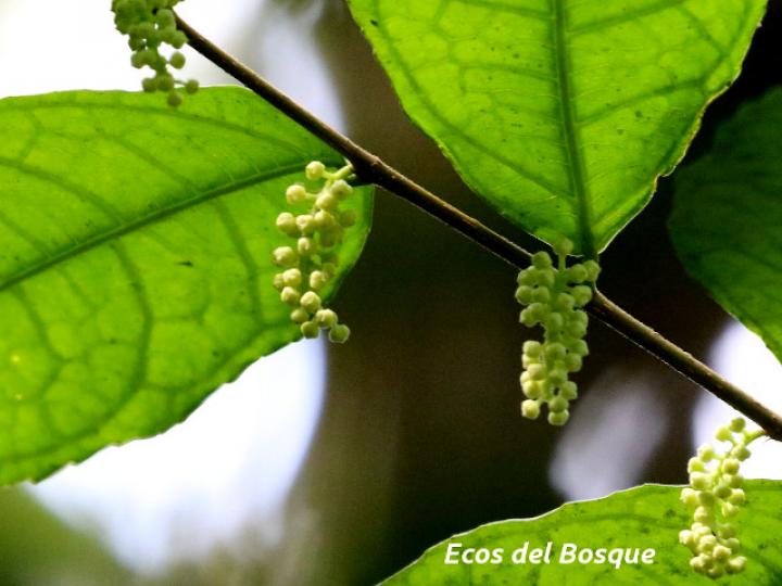 Gloeospermum boreale