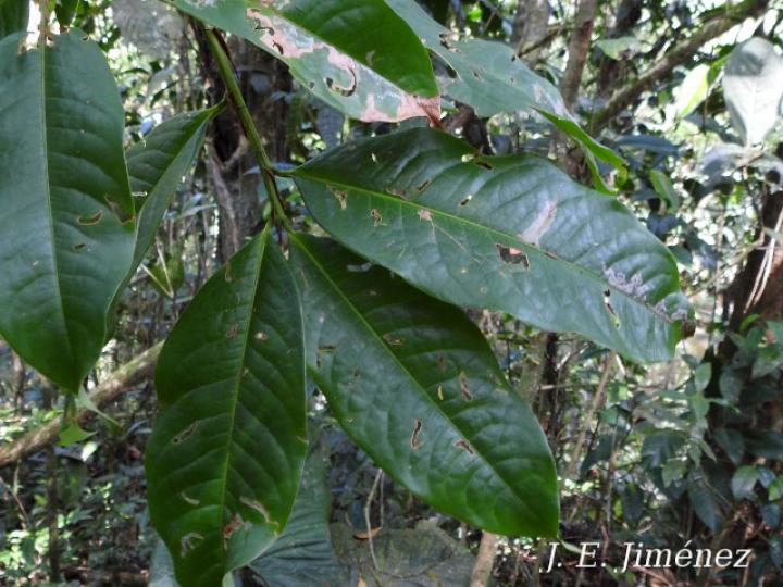 Gloeospermum boreale