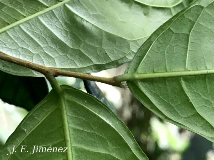 Gloeospermum boreale