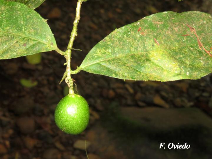 Gloeospermum boreale