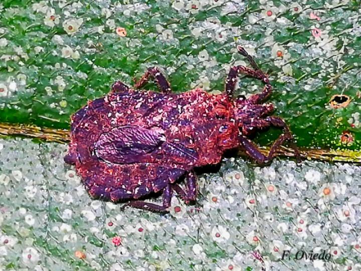 Hesus cordalus (Chinche plana)