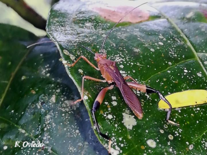 Hyalymenus tarsatus (Insecto texano patas arqueadas)
