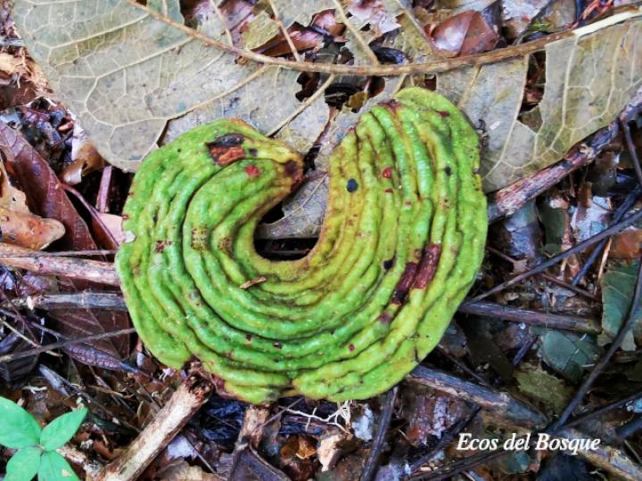 Inga chocoensis