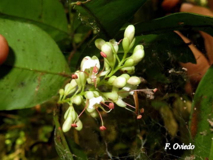 Macrolobium costaricense (Pata de elefante)