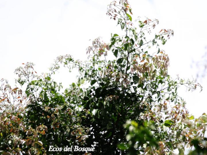 Macrolobium costaricense (Pata de elefante)