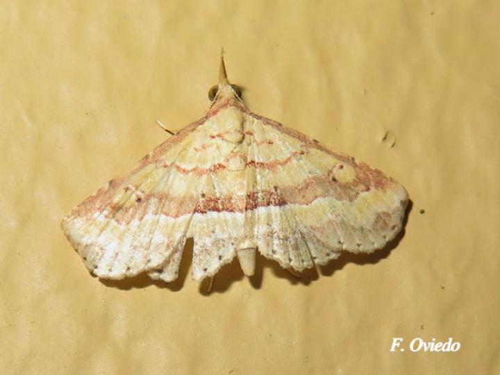 Mursa phtisialis (Polilla de la malva)