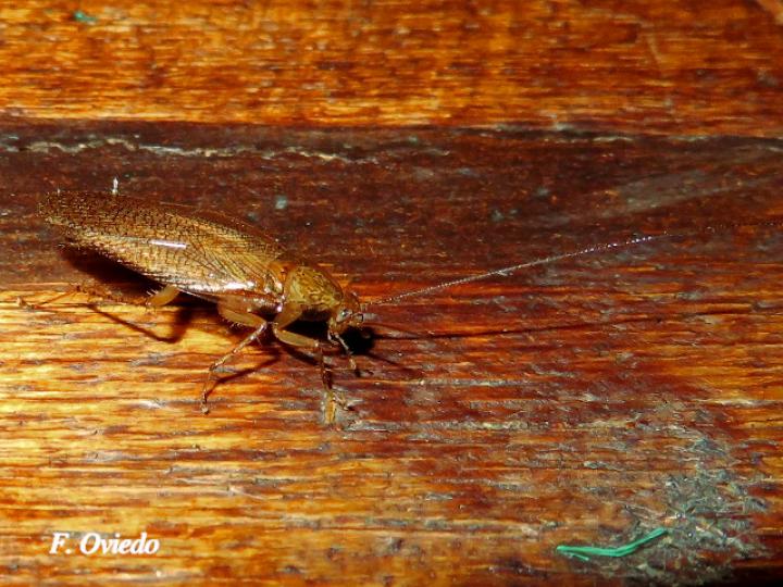Nahublattella fraterna (Cucaracha de la madera de alas transparentes)