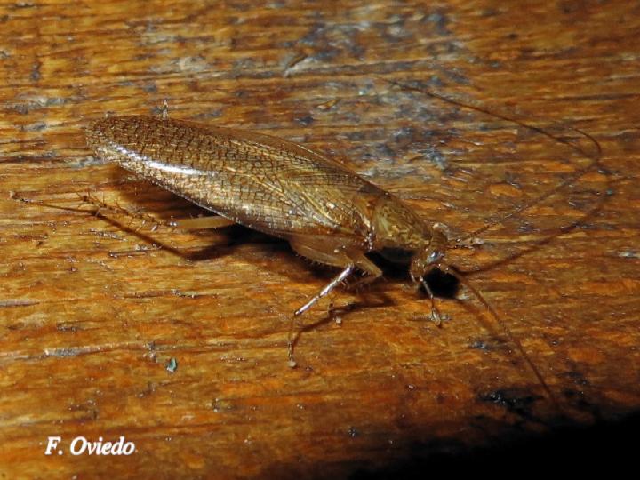 Nahublattella fraterna (Cucaracha de la madera de alas transparentes))
