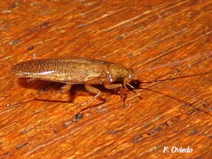 Nahublattella fraterna (Cucaracha de la madera de alas transparentes)