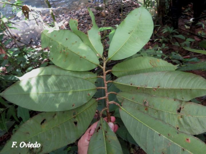 Naucleopsis naga (Amargo)