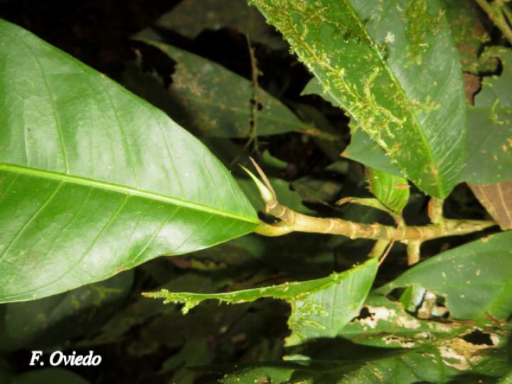 Naucleopsis naga (Amargo)