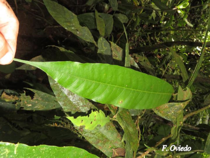 Naucleopsis naga (Amargo)