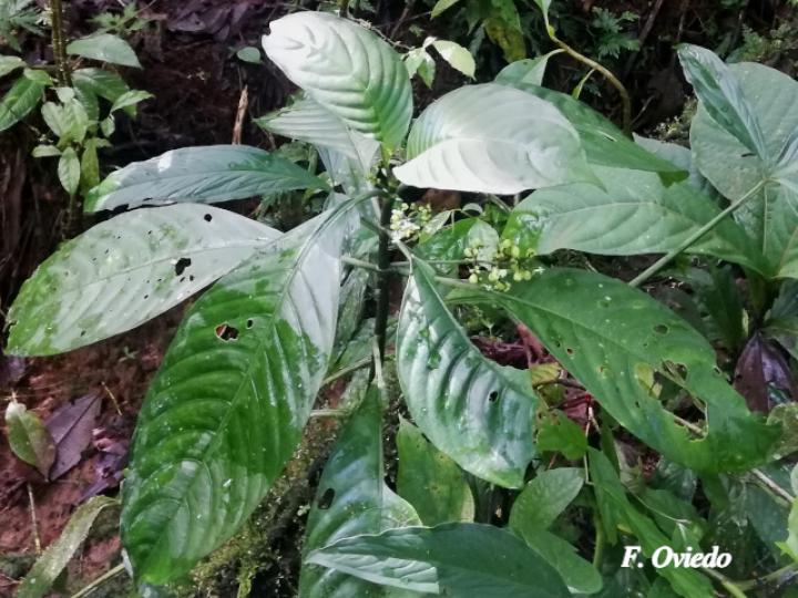 Notopleura anomothyrsa