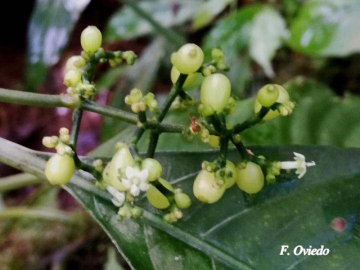 Notopleura anomothyrsa