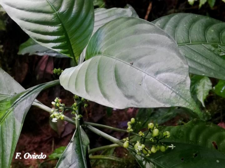 Notopleura anomothyrsa