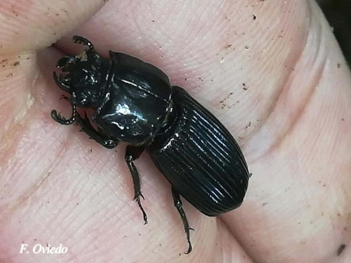 Odontotaenius striatopunctatus