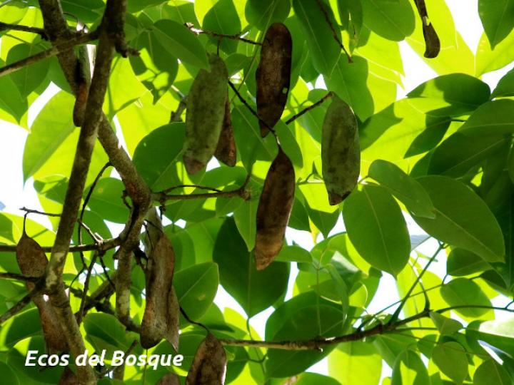 Platymiscium pinnatum (Cachimbo, cristobal)