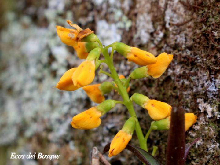 Platymiscium pinnatum (Cachimbo, cristobal)