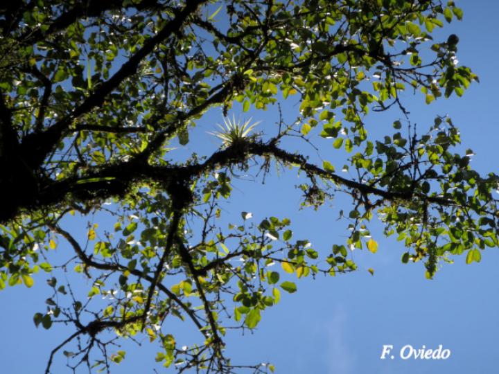 Platymiscium pinnatum (Cachimbo, cristobal)