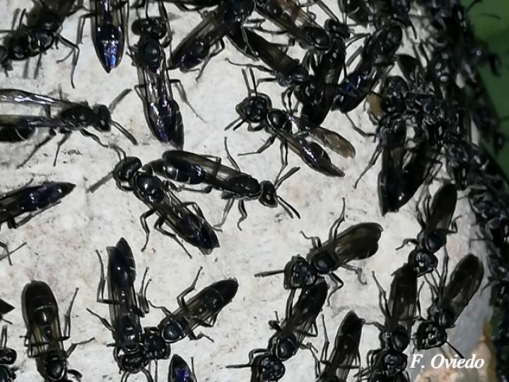 Pseudopolybia compressa