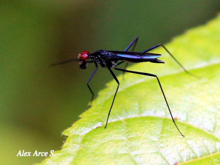 Scipopus heteropus