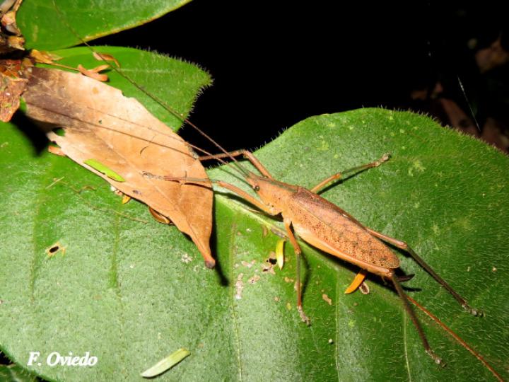 Scopiorinus impressopunctatus