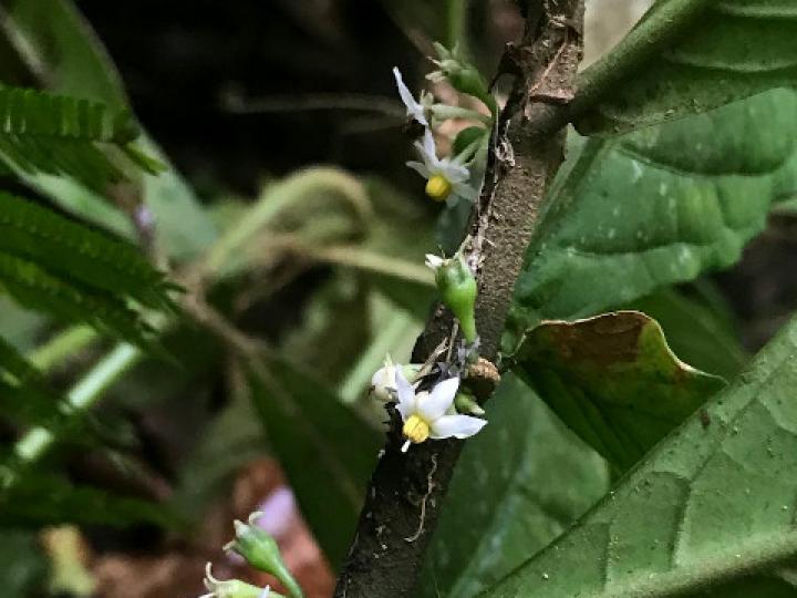 Solanum arboreum