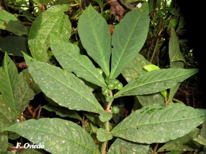 Solanum arboreum
