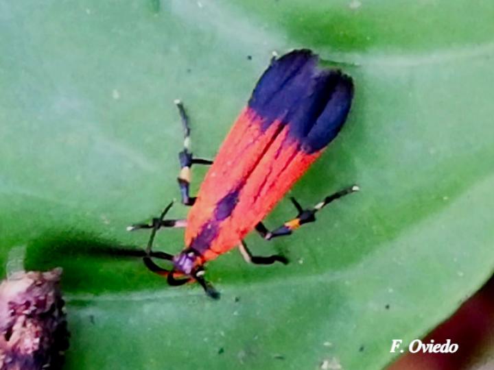 Tinaegeria carlosalvaradoi