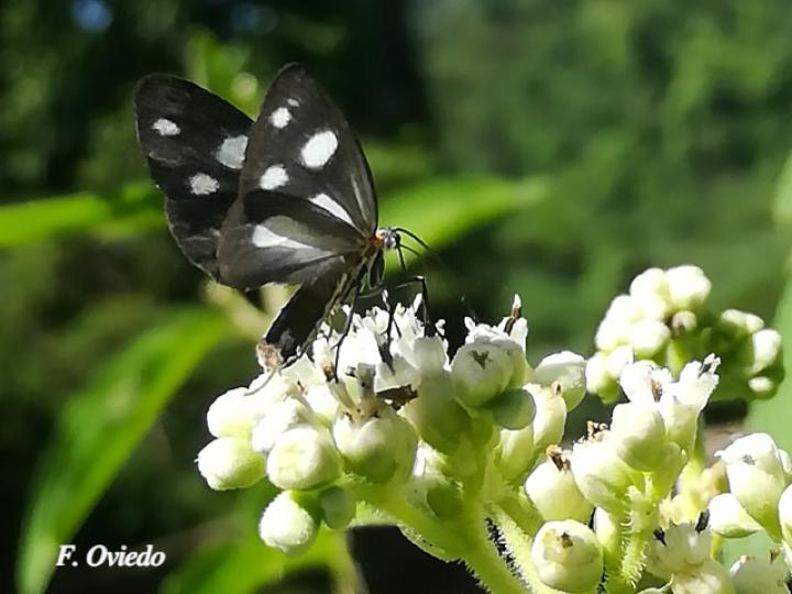 Tithraustes noctiluces