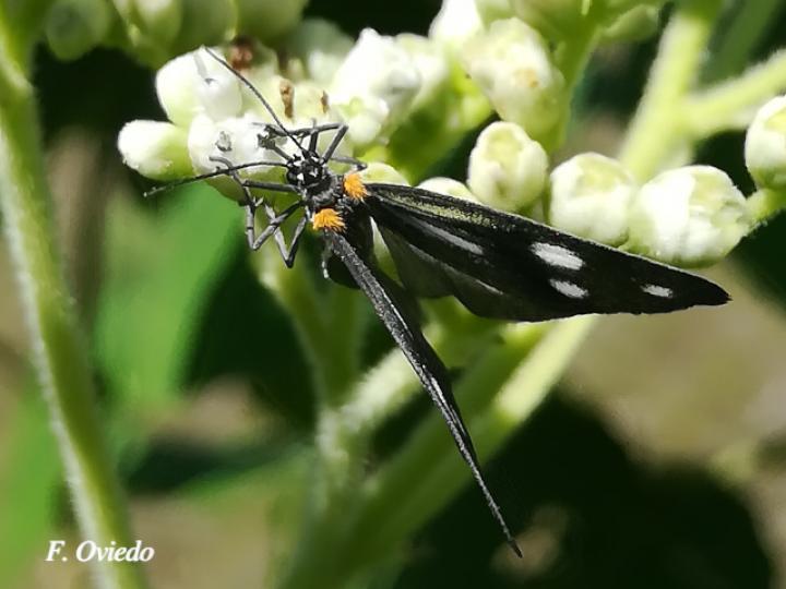 Tithraustes noctiluces