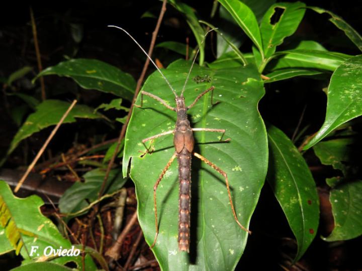 Xylospinodes jensjohannseni (Insecto palo)