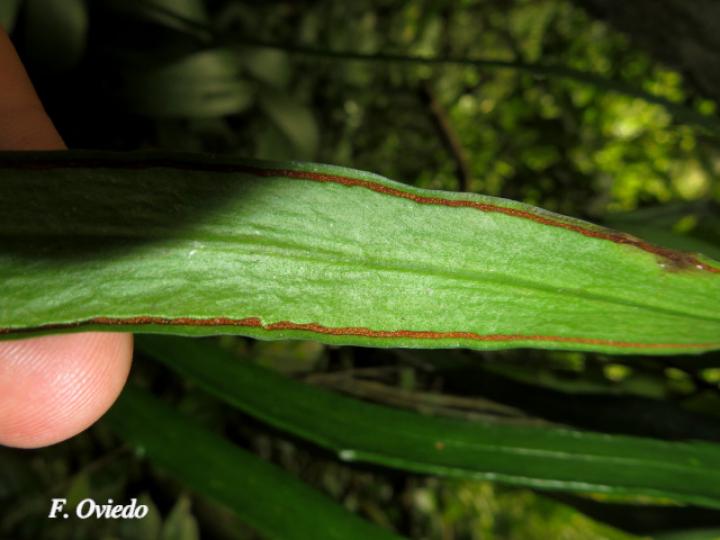 Ananthacorus angustifolius