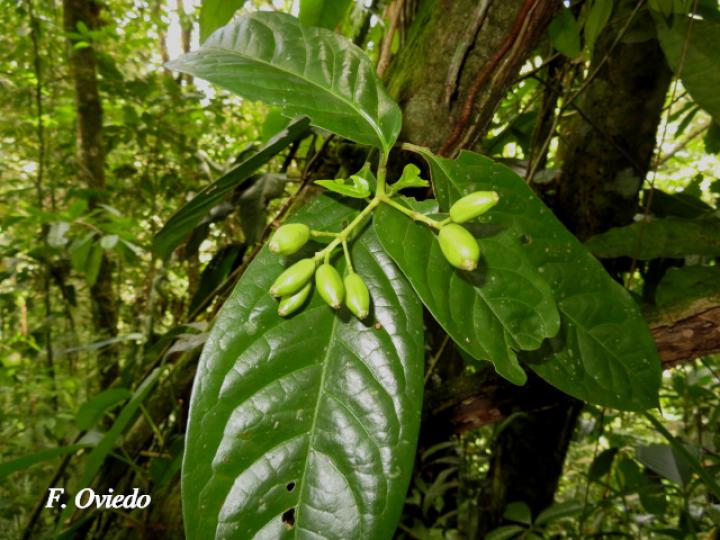 Chione venosa (Fruta de pava, Naranjito)