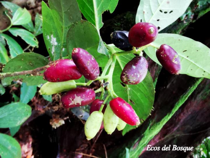 Chione venosa (Fruta de pava, Naranjito)