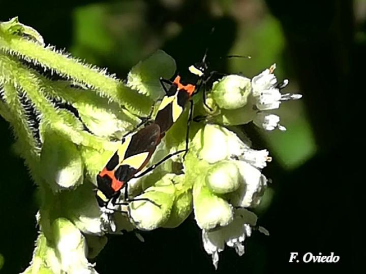 Craspeduchus variegatus