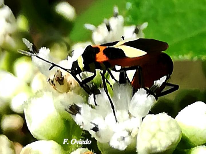 Craspeduchus variegatus