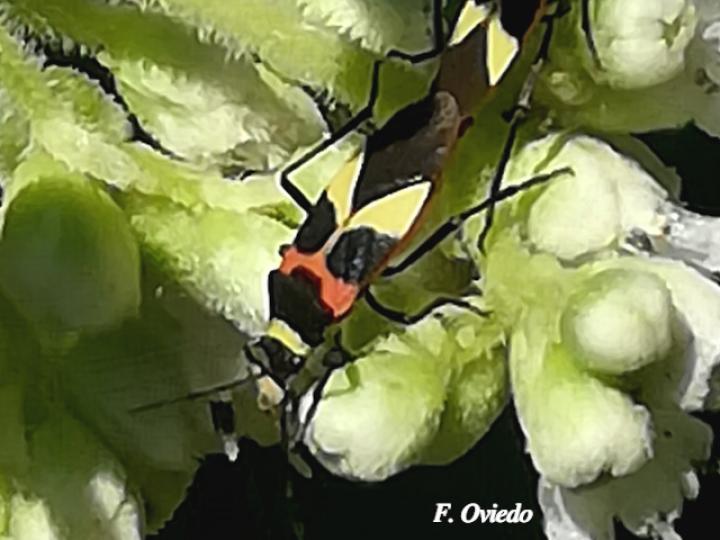 Craspeduchus variegatus