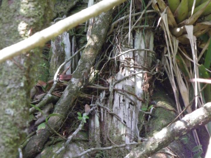 Restos visibles del tronco muerto.