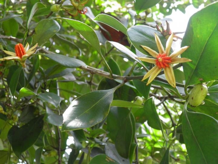 Estranguladores en competencia