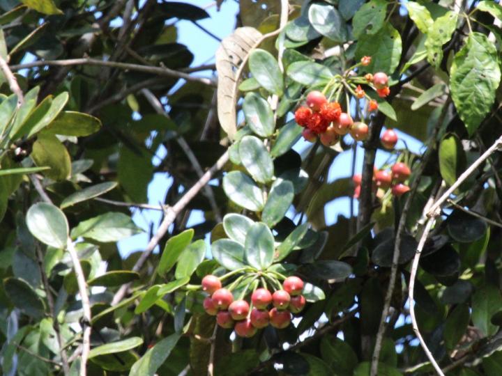 Estranguladores en competencia