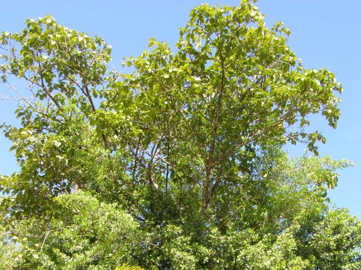 Estranguladores en competencia