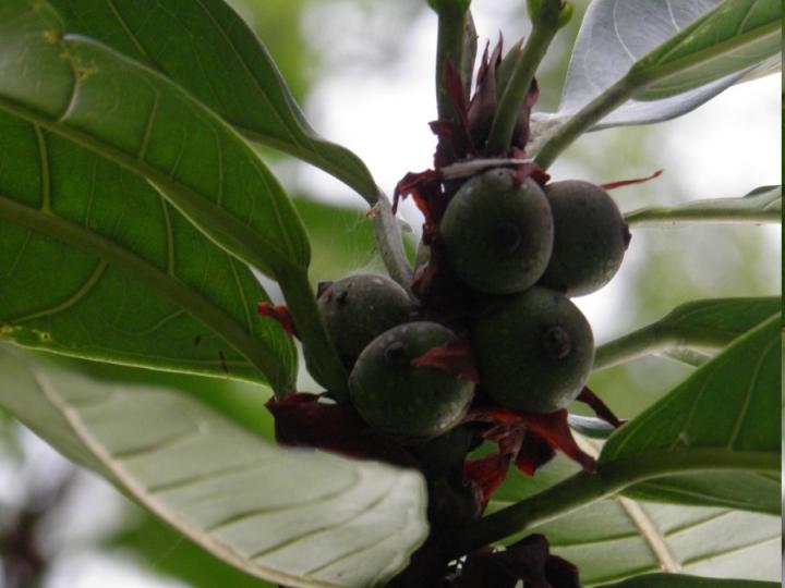 Higuerones sorprendentes